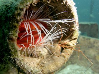 Rough Fileclam and ArrowCrab at Carib Breeze.  Nassau, Ne... by Victoria Collins 